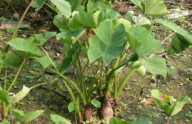 芋头种植技术