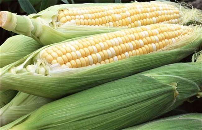 甜玉米 种植技术