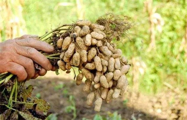 影响花生 种植密度 因素