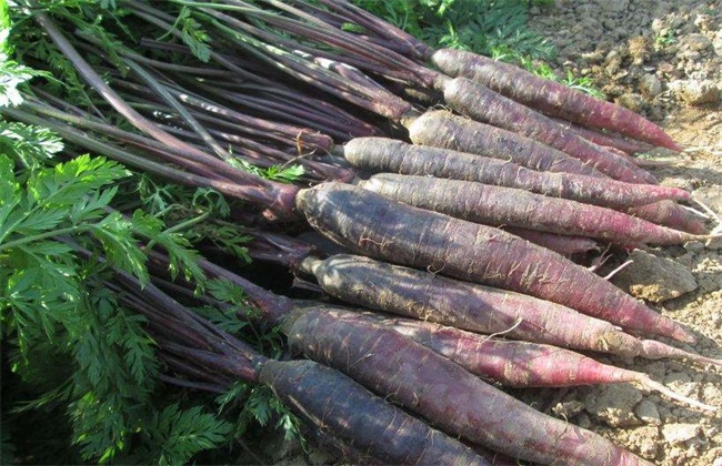 紫胡萝卜 种植技术 种植方法