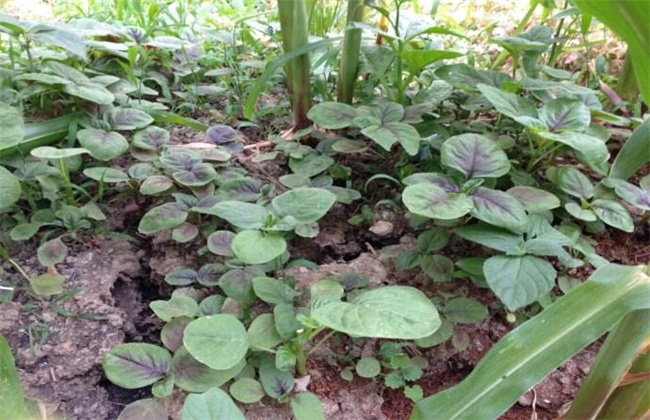 苋菜 种植技术 高产种植