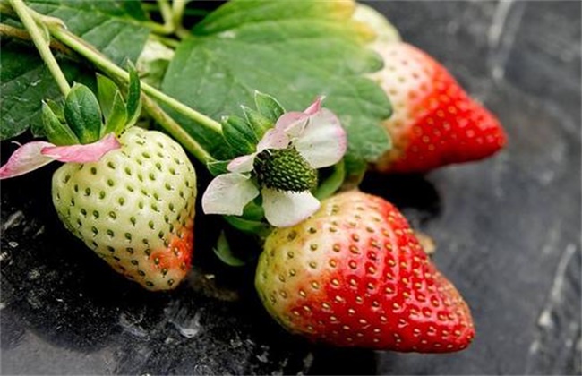 草莓着色不良原因及解决方法