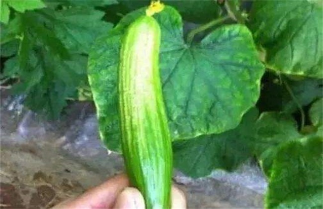 黄瓜皴皮的原因及防治方法