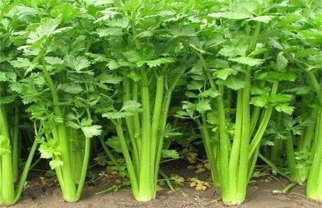 芹菜 方法 死苗