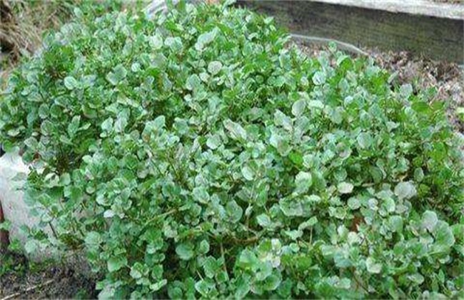 西洋菜种植注意事项
