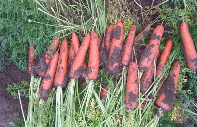 胡萝卜 种植 技术
