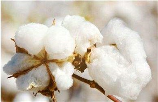 棉花 施肥 注意事项