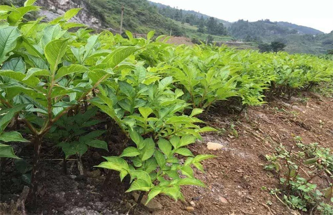 魔芋 田间管理 技术