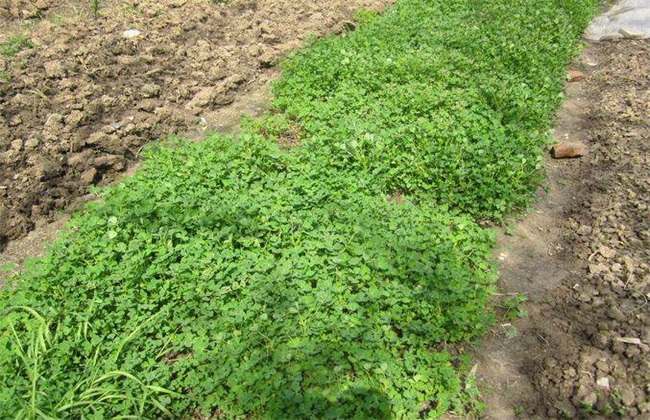 金花菜 种植 方法