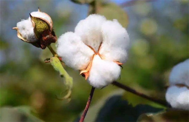 棉花吐絮期的管理要点