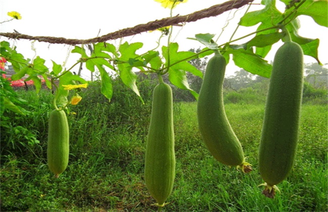 病害 丝瓜 常见