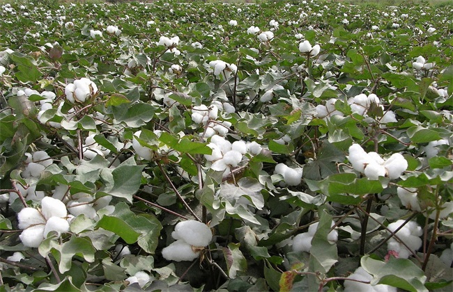 棉花 生长环境 种植条件