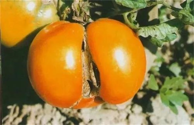 西红柿畸形果原因及解决方法