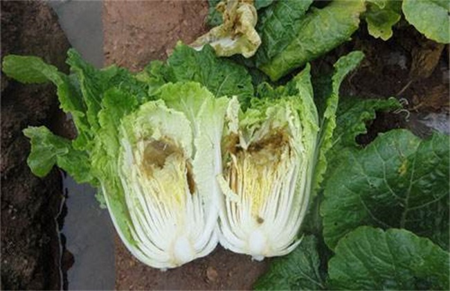 蔬菜缺钙 怎么办