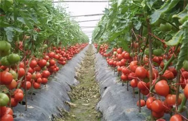 番茄套种豆角 种植技术