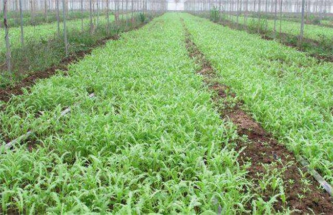 田间管理 茼蒿 种植