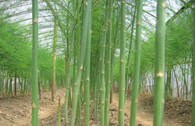 芦笋的种植时间及种植常见问题