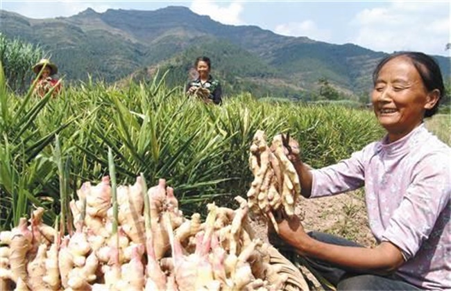 生姜种植如何提高产量