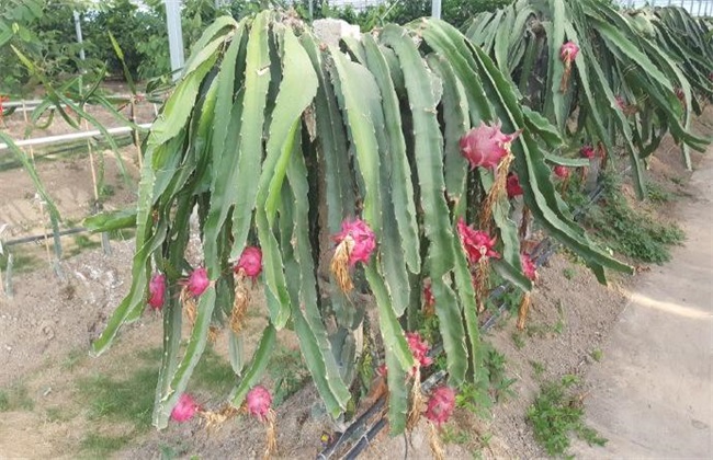 火龙果 种子 种植方法