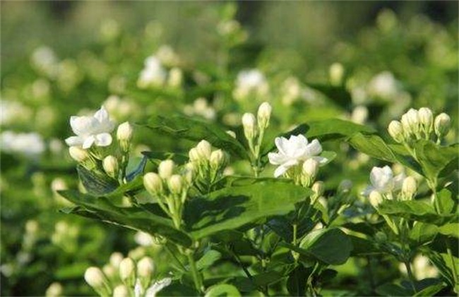 茉莉 养殖方法 注意事项