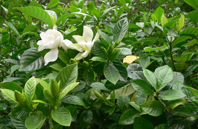 栀子花叶子发黄