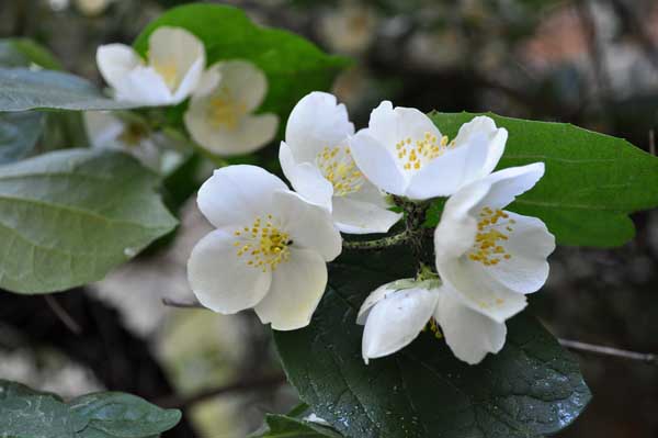 茉莉花怎么养