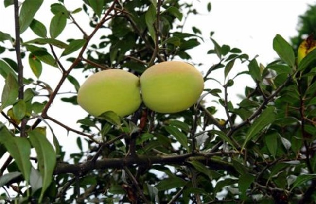 木瓜 种植方法 管理方法