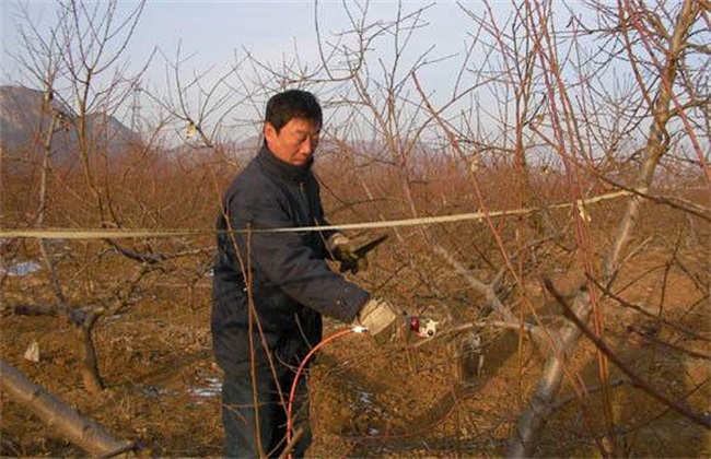 桃树冬剪 什么时间最好