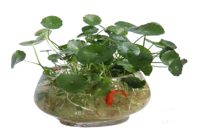 铜钱草