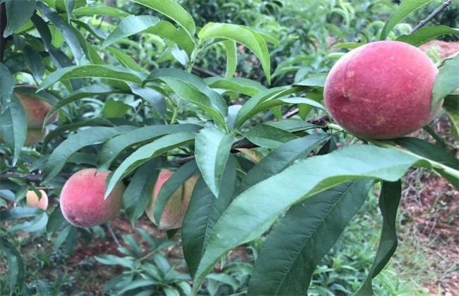 桃子采摘后管理要点