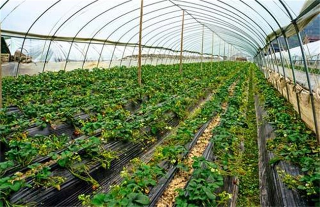 大棚草莓温湿度管理 大棚草莓