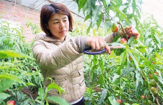 桃树夏季修剪技术