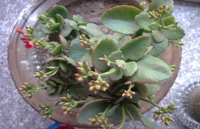 长寿花