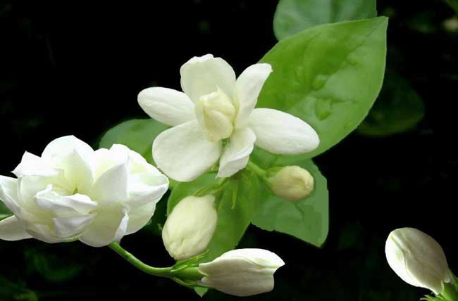 茉莉花怎么养