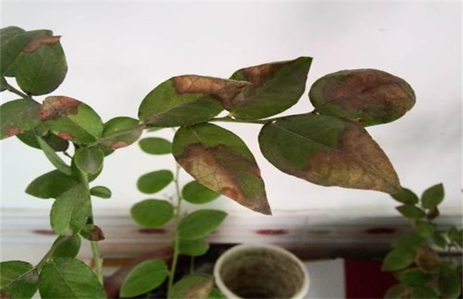 蓝莓花叶病防治措施