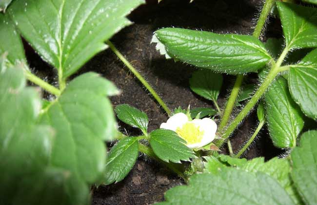 菠萝莓种植技术