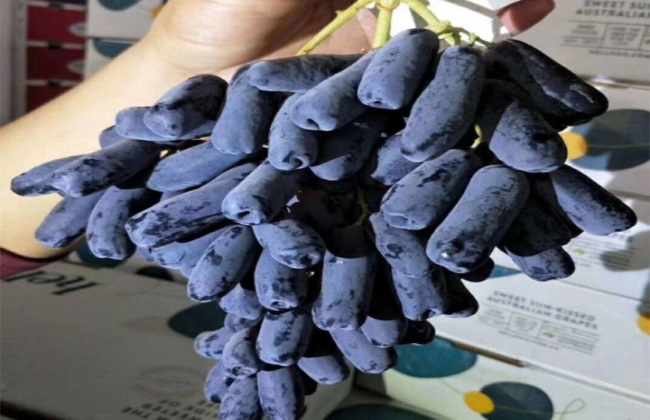 蓝宝石葡萄 各时期 管理要点