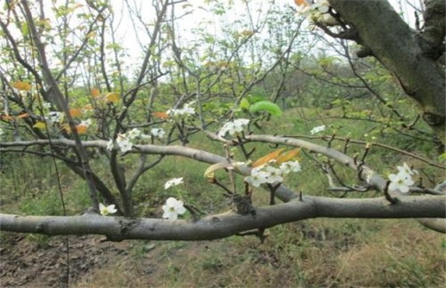 梨树花期管理 梨树花期
