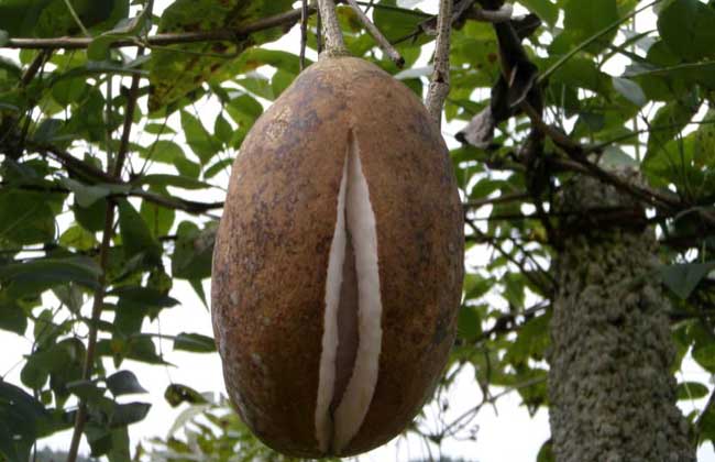 野香蕉