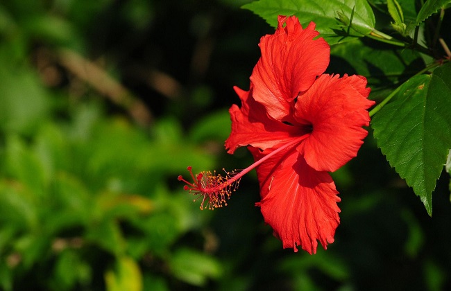 扶桑花