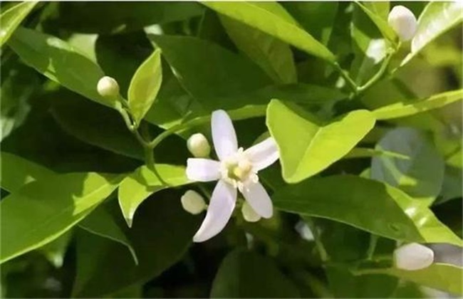 沙糖桔的促花措施及方法