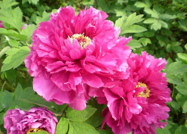 牡丹花的特点