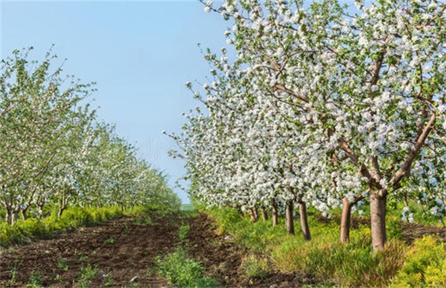 5月 苹果 管理 技术要点