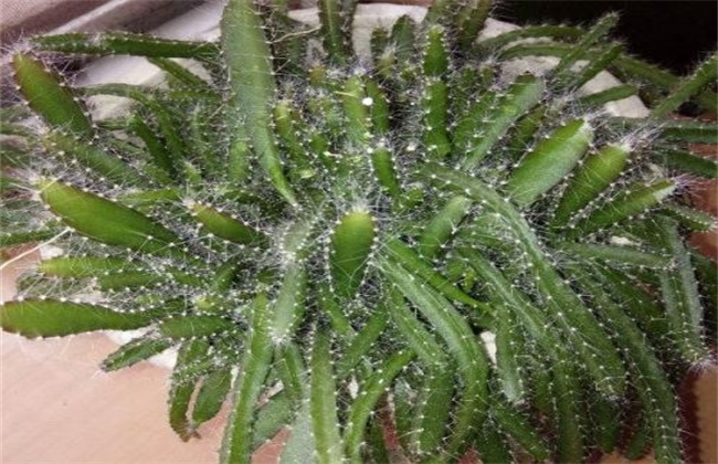 仙人指不开花原因及解决方法