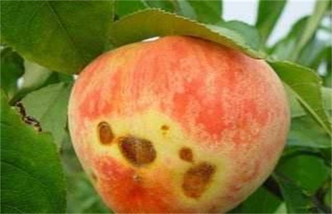 桃子细菌性穿孔病防治