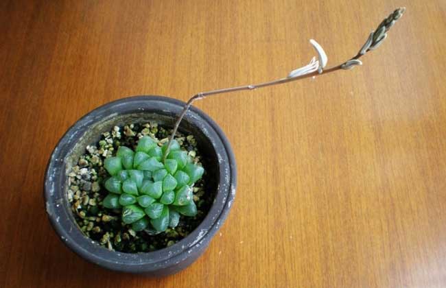 玉露开花