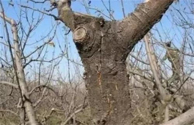 苹果树冻害原因 防治措施