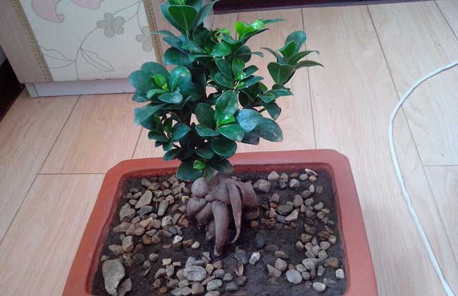 榕树盆景怎么修剪