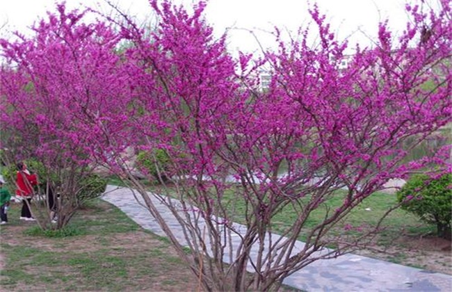紫荆花的养殖方法和注意事项