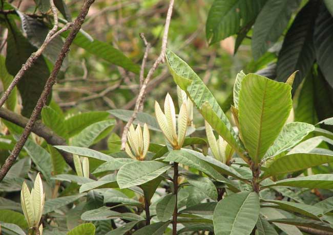 枇杷种植条件
